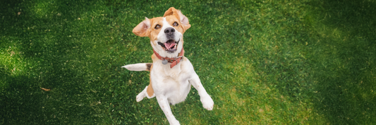 Bully Sticks vs Collagen Sticks: The Complete Dogginstix Guide