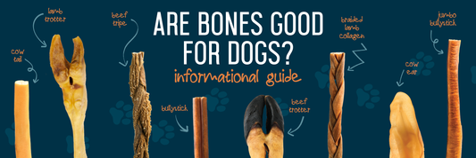 Are Bones Good For Dogs? 