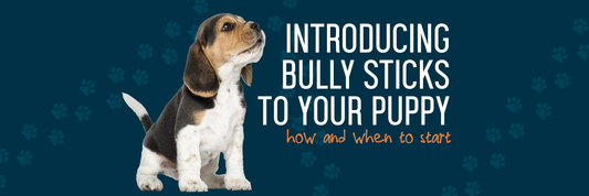 Introducing Bully Sticks to Your Puppy: When and How to Start