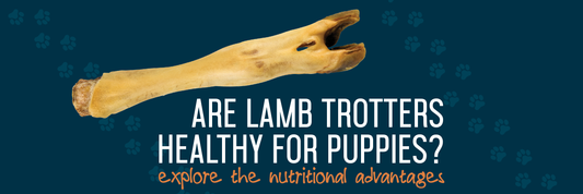Are Lamb Trotters Healthy For Puppies To Eat?