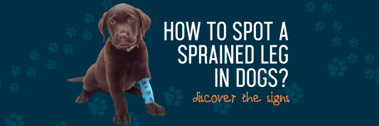 How To Spot A Sprained Leg In Dogs?
