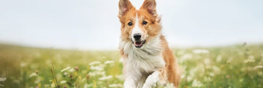 collagen sticks for dogs