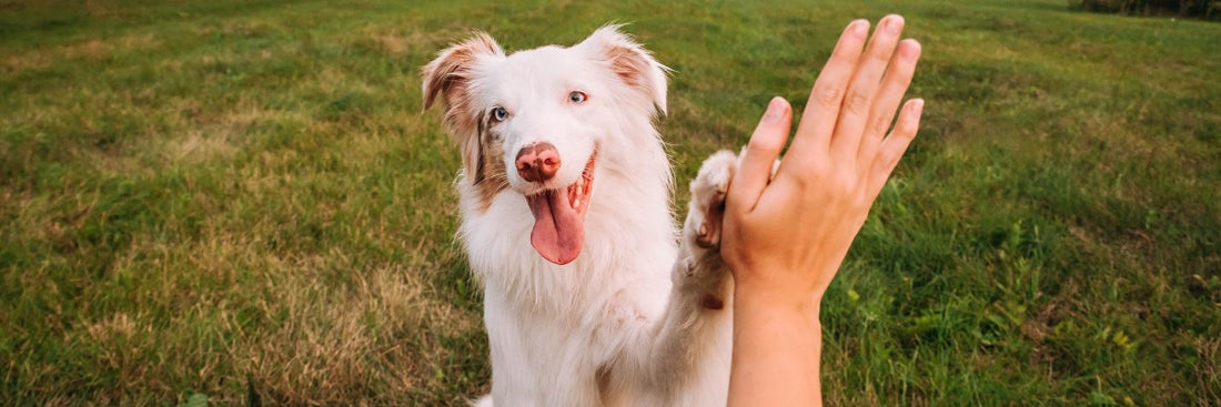 pizzle sticks for dogs