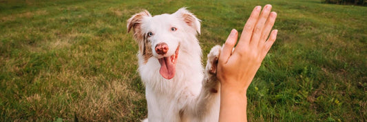 pizzle sticks for dogs