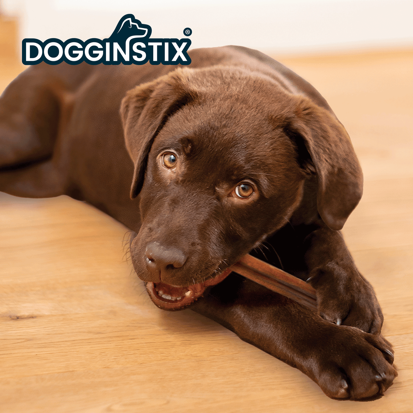 DogginStix 24-inch Bully Sticks for dogs – extra-long natural beef chew, bulk case of 25 for aggressive chewers