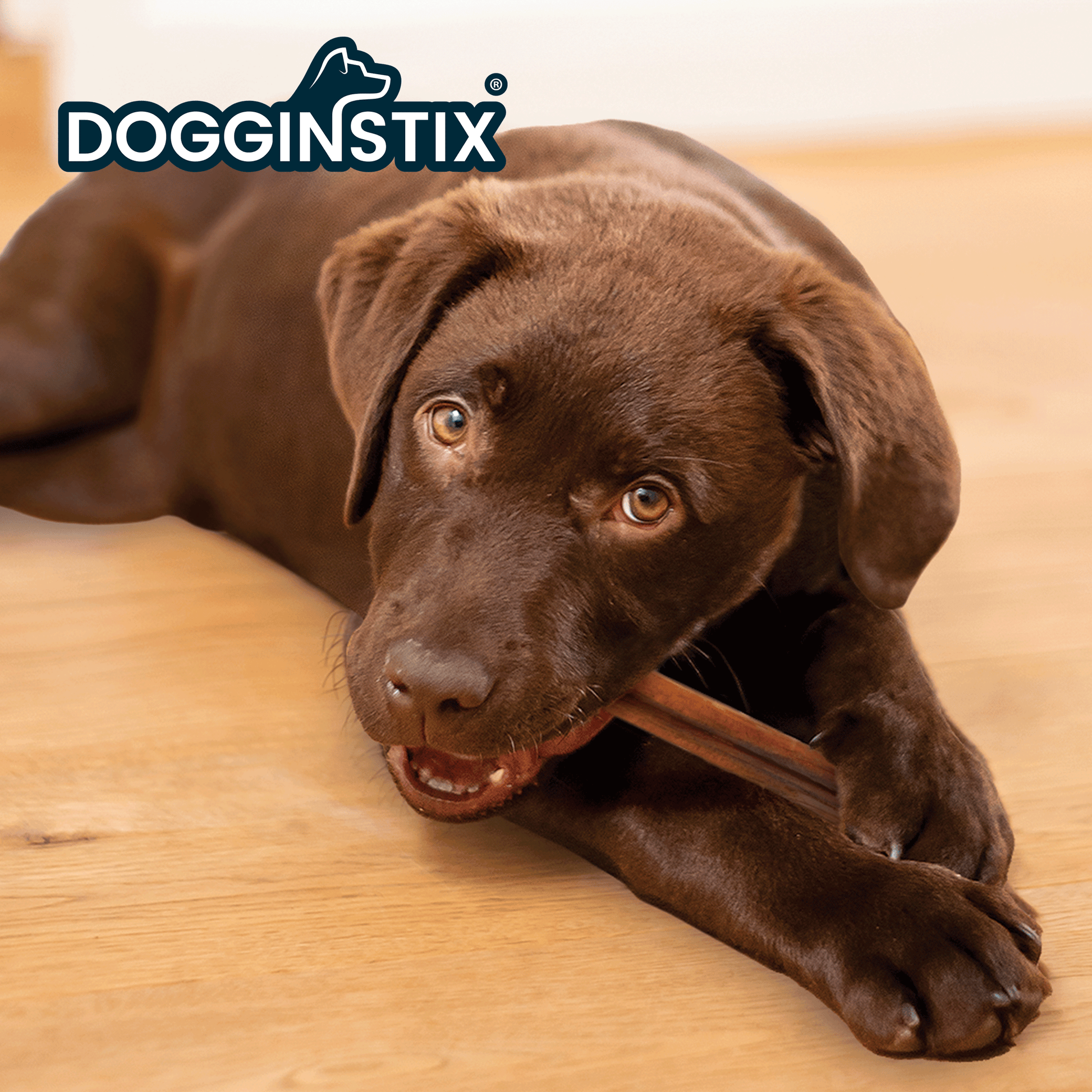 DogginStix 24-inch Bully Sticks for dogs – extra-long natural beef chew, bulk case of 25 for aggressive chewers