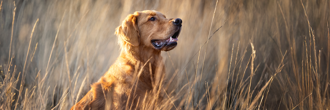 Are Collagen Chews Safe For Dogs?