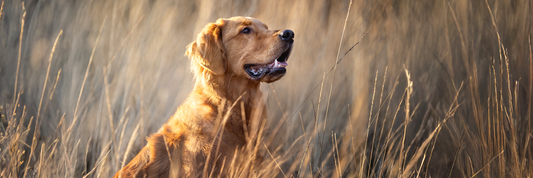 Are Collagen Chews Safe For Dogs?