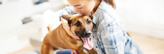 The Ultimate Guide to Collagen Sticks for Dogs: Treat Your Pup to Health and Happiness