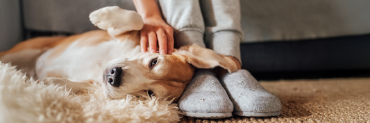 Beef Collagen Sticks for dogs