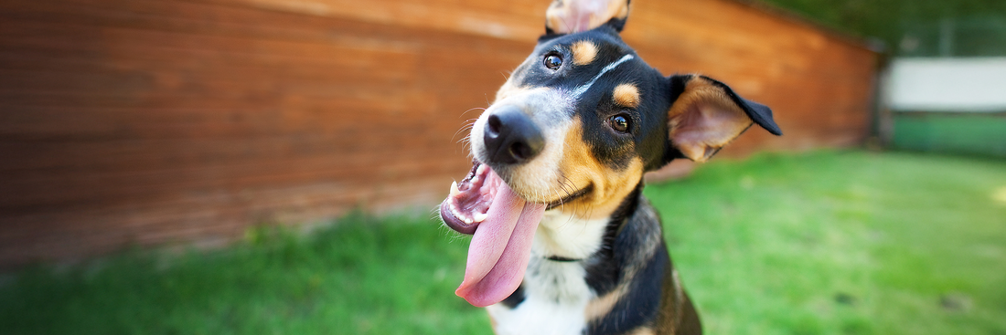 Bully Sticks vs Rawhide: The Healthier Choice for your Dog's Chew Time