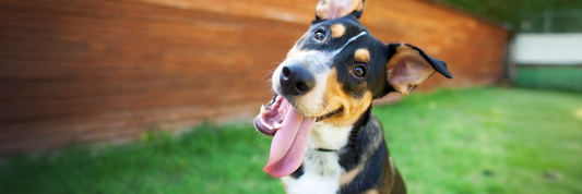 Bully Sticks vs Rawhide: The Healthier Choice for your Dog's Chew Time