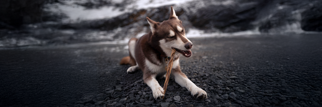 Dogginstix Wholesale Collagen Dog Chews: Beef & Lamb Chews Built for Pet Store Buyers