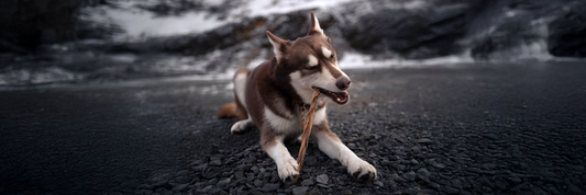 Dogginstix Wholesale Collagen Dog Chews: Beef & Lamb Chews Built for Pet Store Buyers