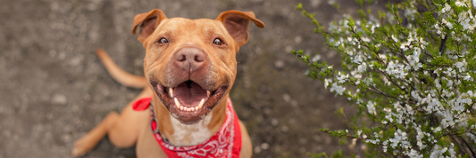 Collagen Sticks for Dogs: Dental Health Support for Teeth and Gums