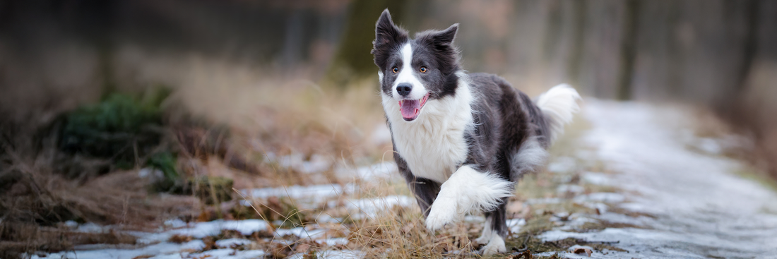 Dog Collagen Sticks: A Rawhide-Free Chew That Supports Joint, Dental & Whole-Body Health
