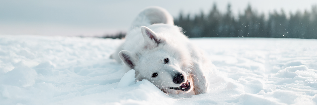 Green Tripe for Dogs: Benefits, Safety, and Choosing the Right Beef Tripe Chew
