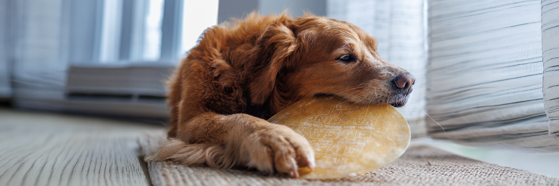 Why Dog Owners Are Choosing Dogginstix Collagen Chews Over Traditional Rawhide