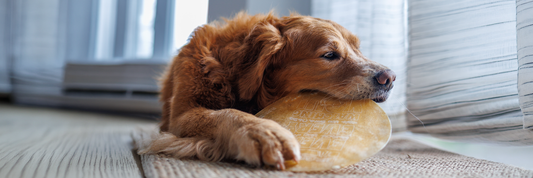 Why Dog Owners Are Choosing Dogginstix Collagen Chews Over Traditional Rawhide