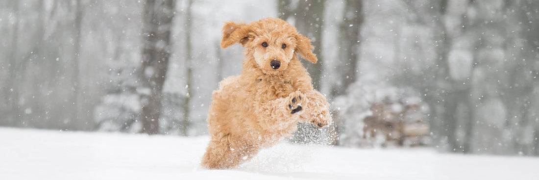 Dogginstix Tripe Dog Treats: A Natural Chew Dogs Really Love