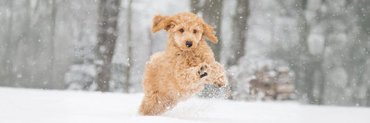 Dogginstix Tripe Dog Treats: A Natural Chew Dogs Really Love