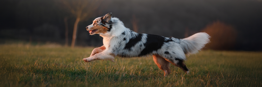 Beef Tripe Sticks for Dogs: A Natural Chew with Real Benefits