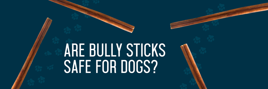 Are Bully Sticks Safe for Dogs? Addressing Common Concerns