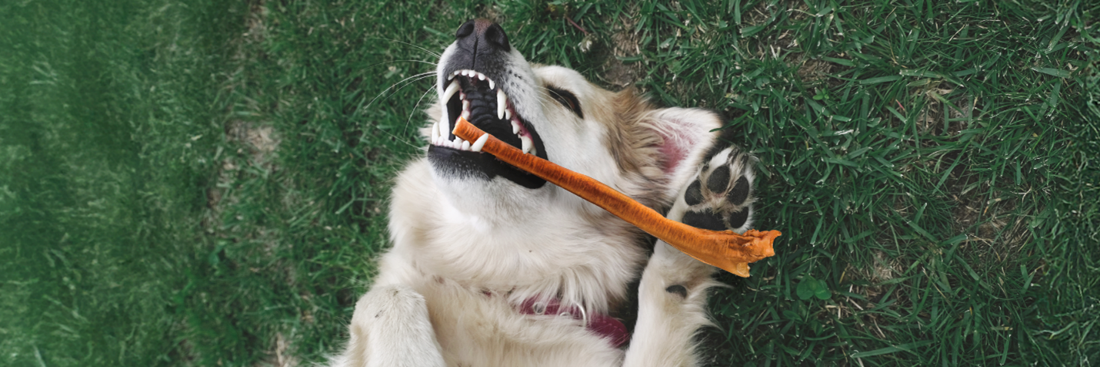 The Complete Guide to Bully Sticks: Benefits, Quality Standards, and Trusted Manufacturers