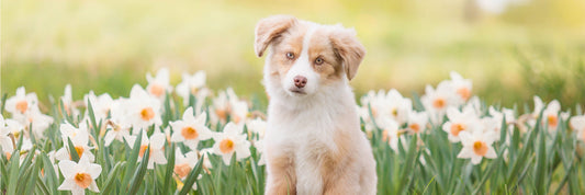 natural dog chews