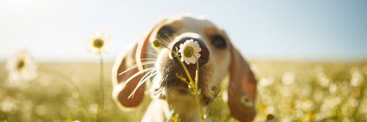 natural dog treats