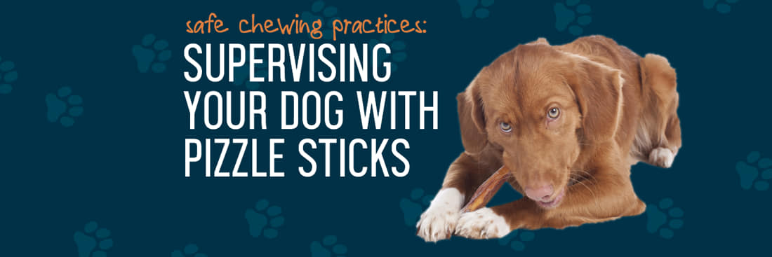 Safe Chewing Practices: Supervising Your Dog With Pizzle Sticks