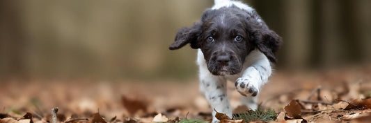 tripe for dog