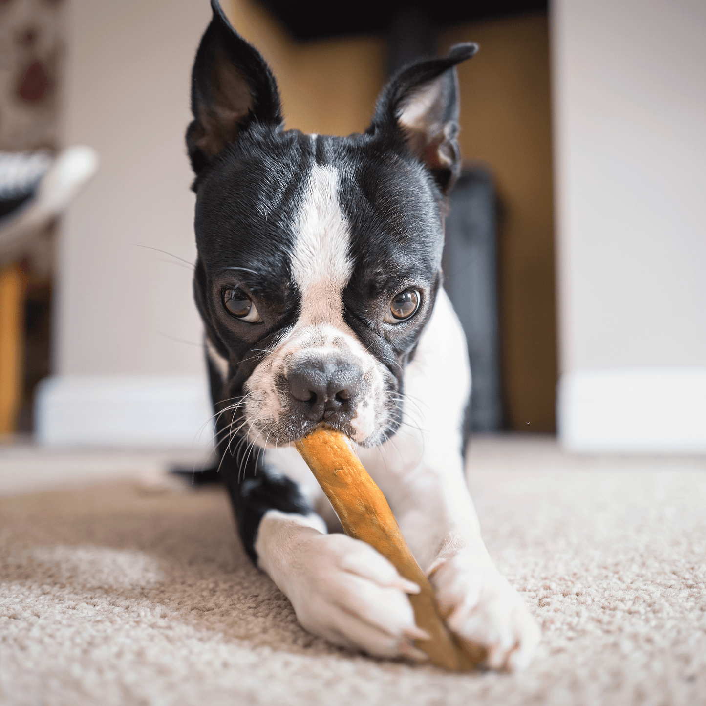 Bully Sticks 6" Monster- Case of 40