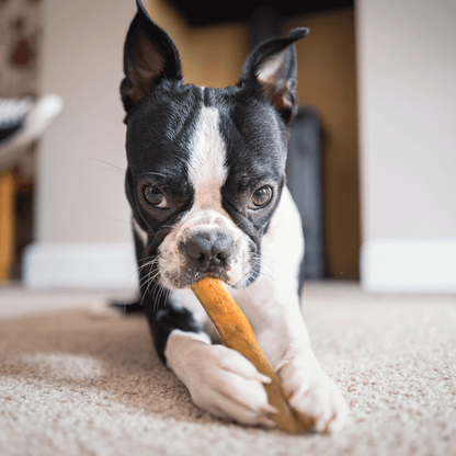 Bully Sticks 6" Monster- Case of 40