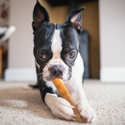 Bully Sticks 6" Monster- Case of 40